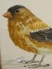 9" x 29" Framed Michele Colley-Coop Signed Limited Edition Bird and Botanical Prints - 4