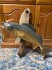 Freestanding Walleye Fish Taxidermy Mount