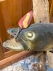 Freestanding Walleye Fish Taxidermy Mount - 2