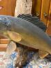 Freestanding Walleye Fish Taxidermy Mount - 3