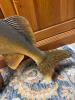 Freestanding Walleye Fish Taxidermy Mount - 4