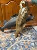 Freestanding Walleye Fish Taxidermy Mount - 6