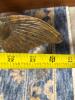 Freestanding Walleye Fish Taxidermy Mount - 7