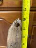 Freestanding Walleye Fish Taxidermy Mount - 8