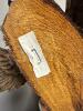 Carved Wood Canada Goose Sculpture - 3