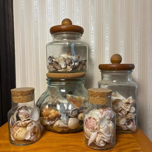 Glass Jars of Assorted Sea Shells