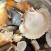 Glass Jars of Assorted Sea Shells - 5