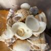 Glass Jars of Assorted Sea Shells - 7