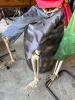 Two Animated Pirate Skeleton Halloween Props by PAC - 4