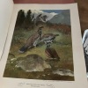 Gun Dogs at Work Portfolio by Edwin Megargee, 4 Prints - 7