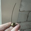 Brass Mouse Ring Holder - 2