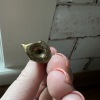 Brass Mouse Ring Holder - 3