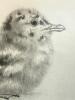 15"x18" Framed Ornithological Print - 2
