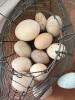 Vintage Wire Hen Egg Basket, Breadboard and Knife - 5