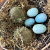Faux Birds Nests with Wooden Eggs and Bluebird - 3