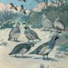 18" x 21" 1944 Lynn Bogue Hunt Quail Framed Lithograph - 2