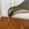 Carved Wooden Spotted Sandpiper Decoy by Sandy Burn - 3