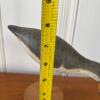 Carved Wooden Spotted Sandpiper Decoy by Sandy Burn - 5