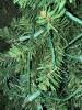 Pair of Pre-Lit Artificial Pine Christmas Trees - 2