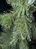 Pair of Pre-Lit Artificial Pine Christmas Trees - 3