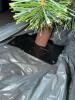 Pair of Pre-Lit Artificial Pine Christmas Trees - 4