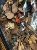 Rustic Dried Floral Wreaths and Botanicals with Storage Bags - 2