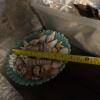 Mixed Decorative Marine Sea Shell and Nautical-Themed Decor Lot - 4