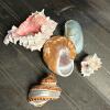 Mixed Decorative Marine Sea Shell and Nautical-Themed Decor Lot - 6