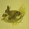 Pair of Framed Wildlife Prints by M.G. Loates, 17"x21" - 3