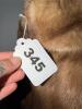Albert A. Coken Mink Fur Jacket - 9