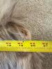 B & B Contemporary Furs Full-Length Fur Coat - 6
