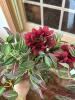 Assorted Dried and Artificial Floral Stems - 5