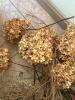 Assorted Dried and Artificial Floral Stems - 6