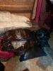Large Assorted Bedding Linens, Pillows and More - 3