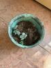 Lightweight Verdigris Finish Embossed Cachepot Planter - 2