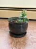 Potted Green Houseplant in Ceramic Planter