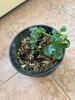 Potted Green Houseplant in Ceramic Planter - 2
