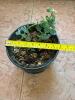 Potted Green Houseplant in Ceramic Planter - 4