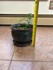 Potted Green Houseplant in Ceramic Planter - 5