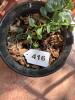 Potted Green Houseplant in Ceramic Planter - 6