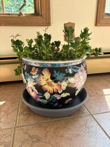 Chinese Floral Ceramic Planter with Live Plant