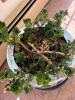 Chinese Floral Ceramic Planter with Live Plant - 2