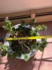 Chinese Floral Ceramic Planter with Live Plant - 6
