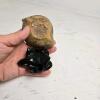 Carved Stone Tortoise and Small Clay Oil Lamp - 2