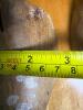 Pair Wooden Shoe Stretchers - 5
