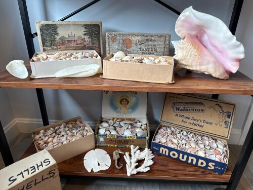 Vintage Seashell Collection