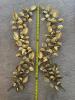 Gilt Leaf Wall Sculptures - 4