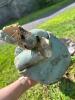 Lawn Statue Lot, As Is Condition - 11
