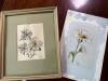 8"x9" and 6"x9" Pair of Botanical Watercolor and Ink Flower Studies