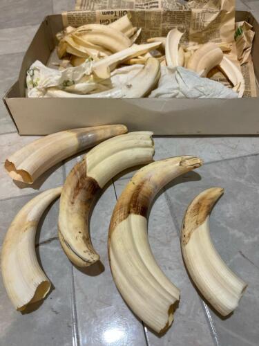 Lot of Mixed Sized Wharthog Tusks